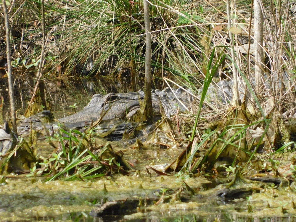 a large alligator is sitting in the water