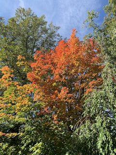 A vibrant autumn landscape in Canada with colorful maple leaves and a clear blue sky.