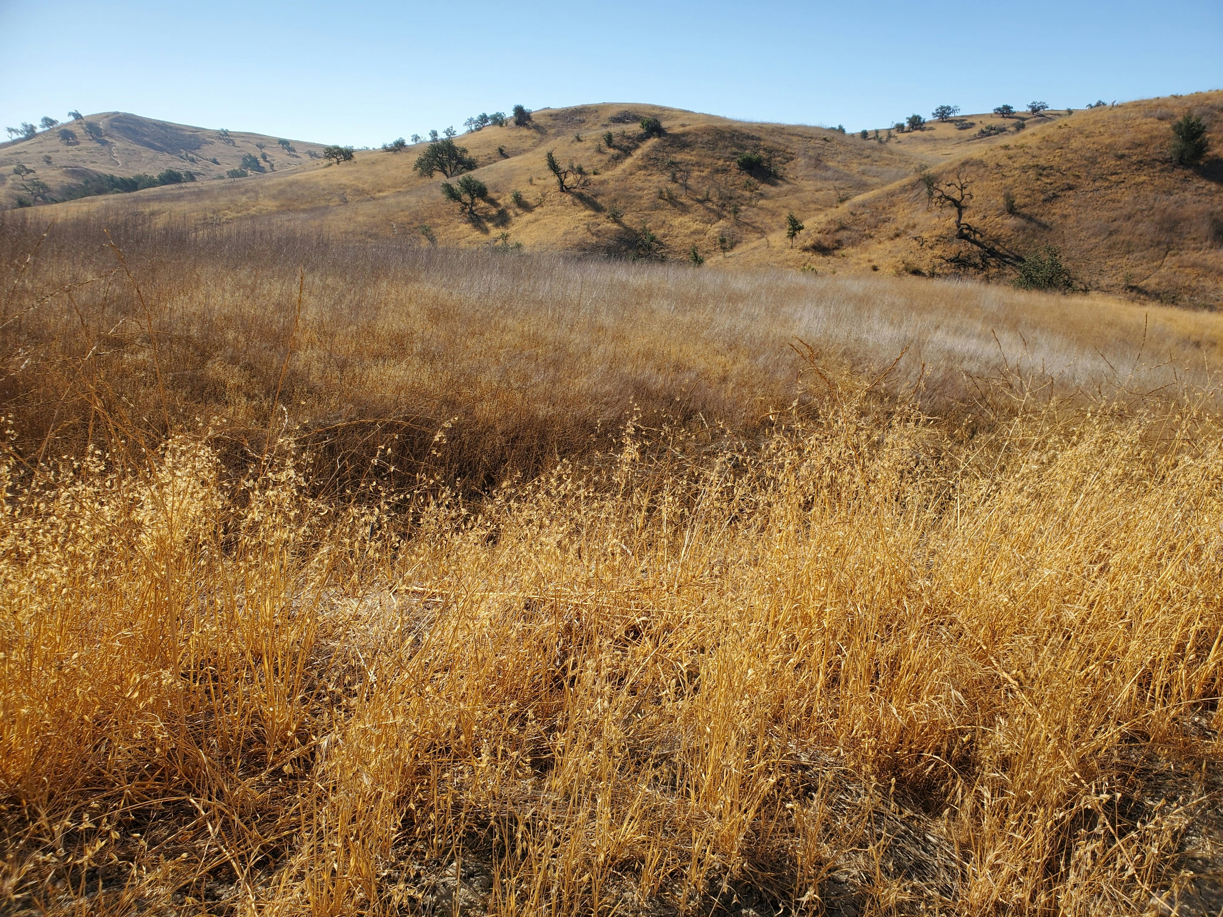 dry parched grass wildfire smoke