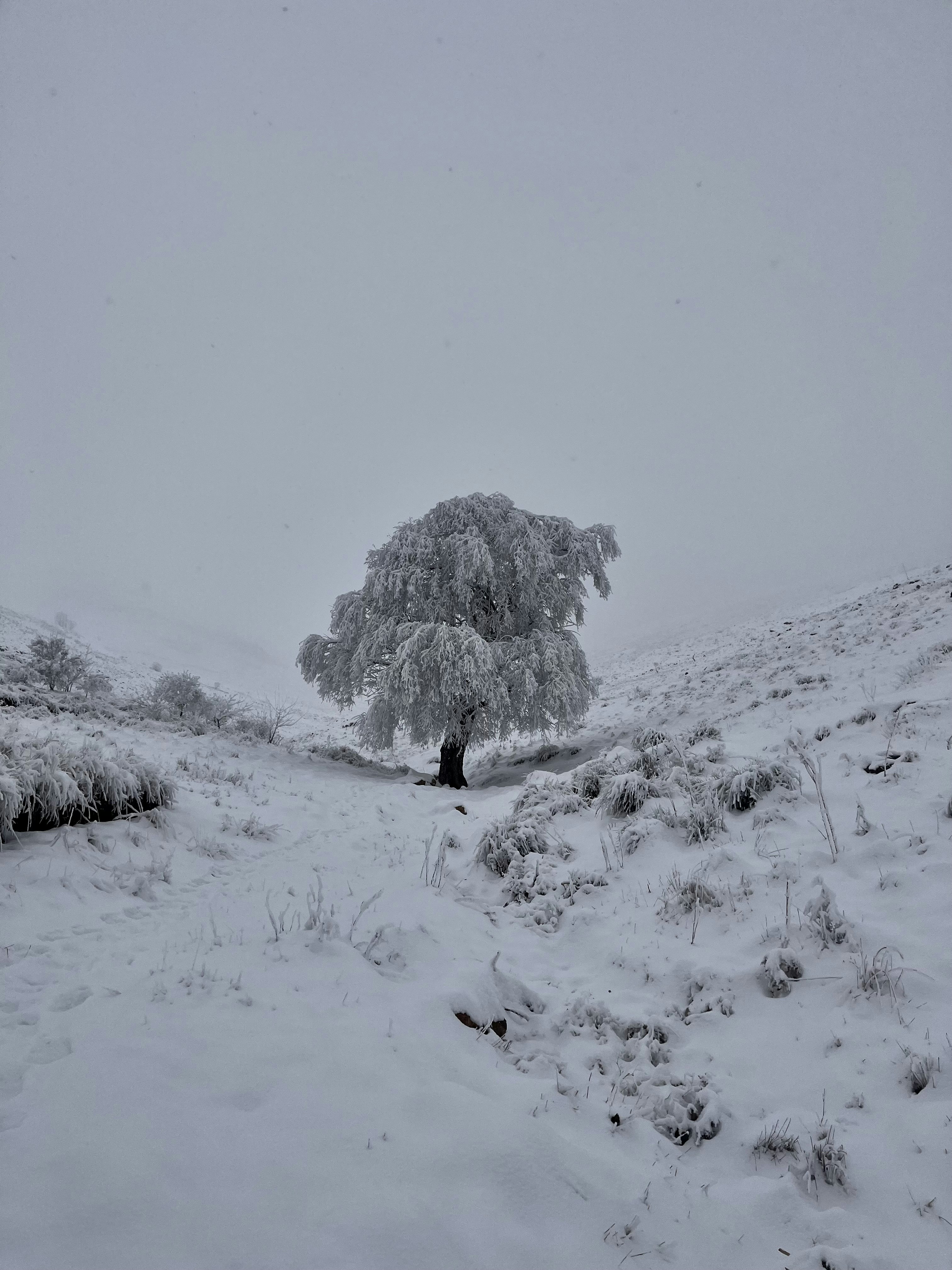 Photo by sorenaroudbari