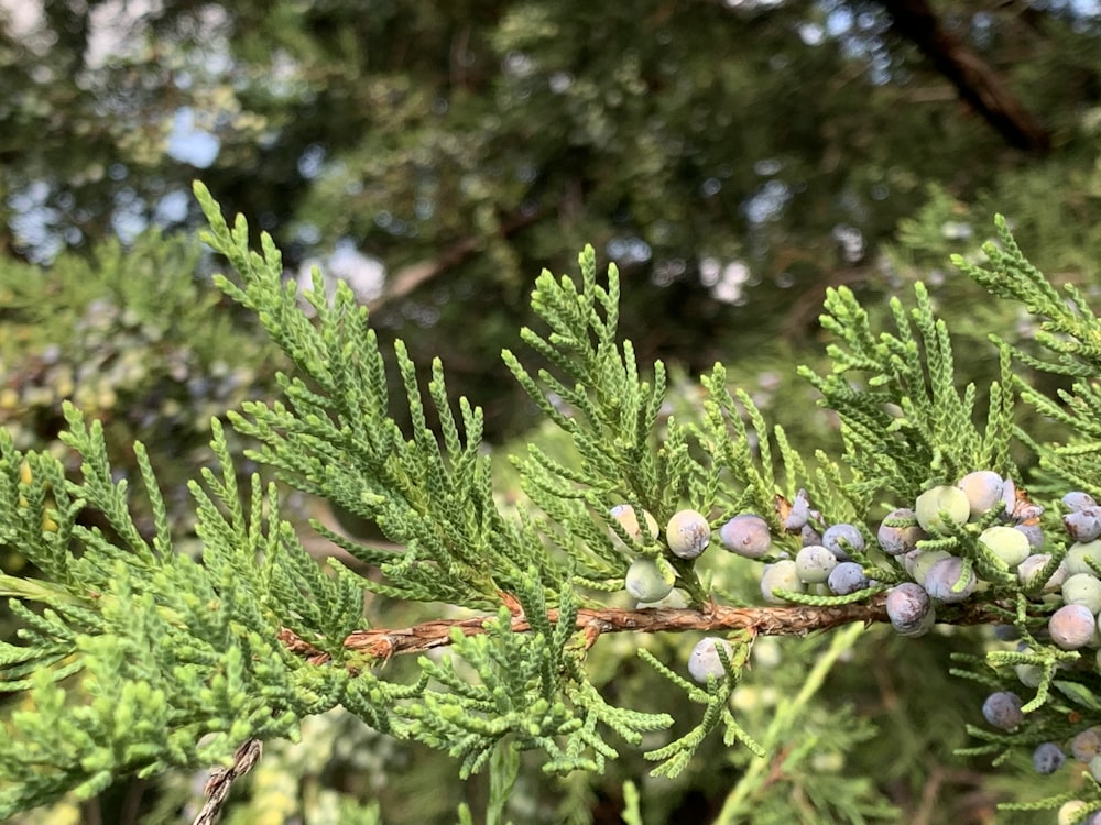 a branch of a pine tree with berries on it