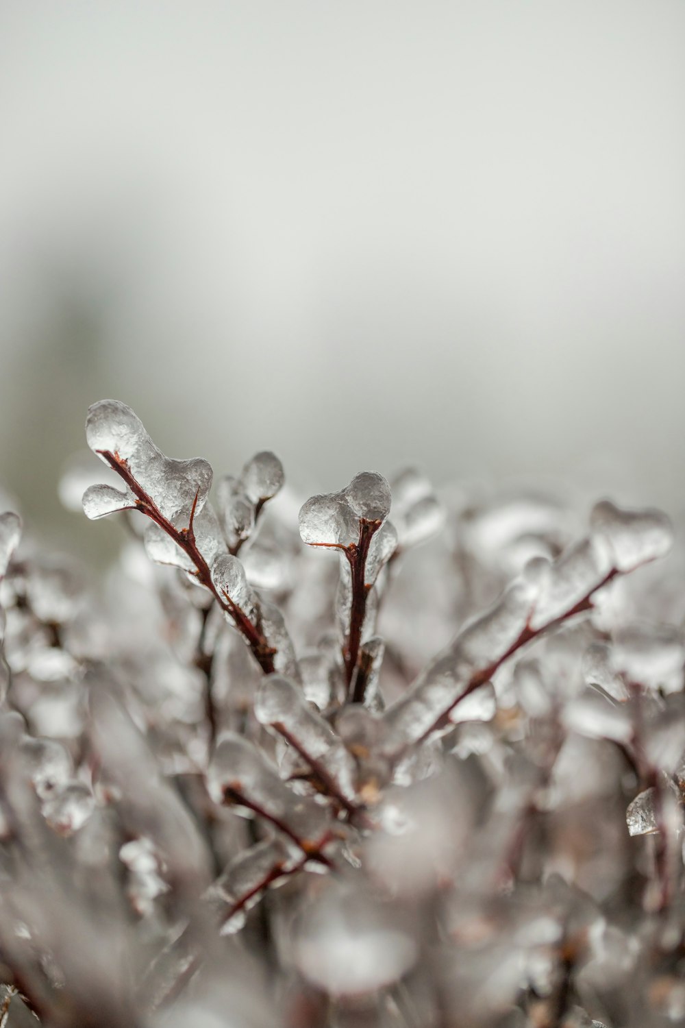 a close up of a plant with ice on it