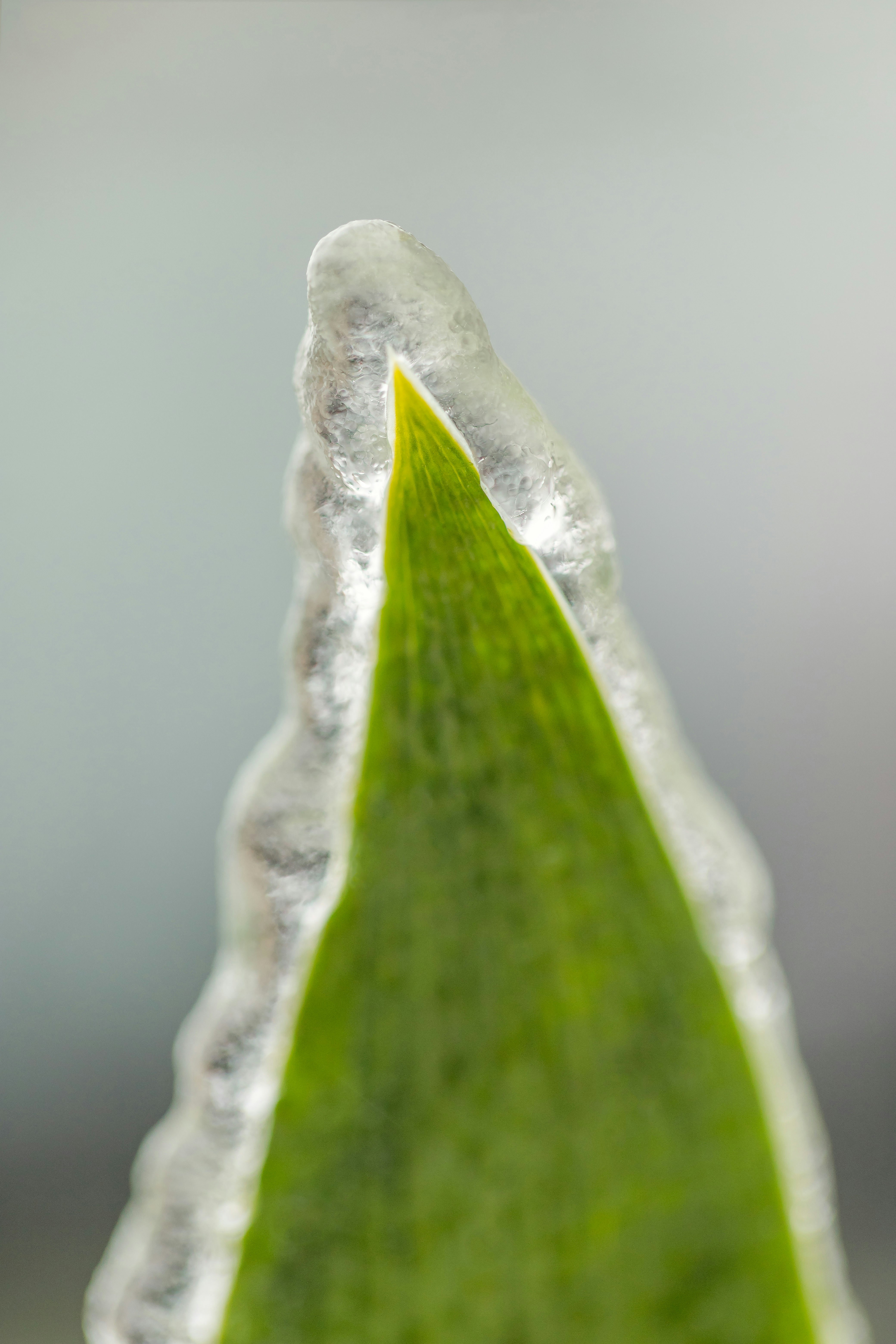 aloe vera gel texture, wallpaper, Best Aloe Vera Serum for Scalp Acne: Top Picks & Guide 5