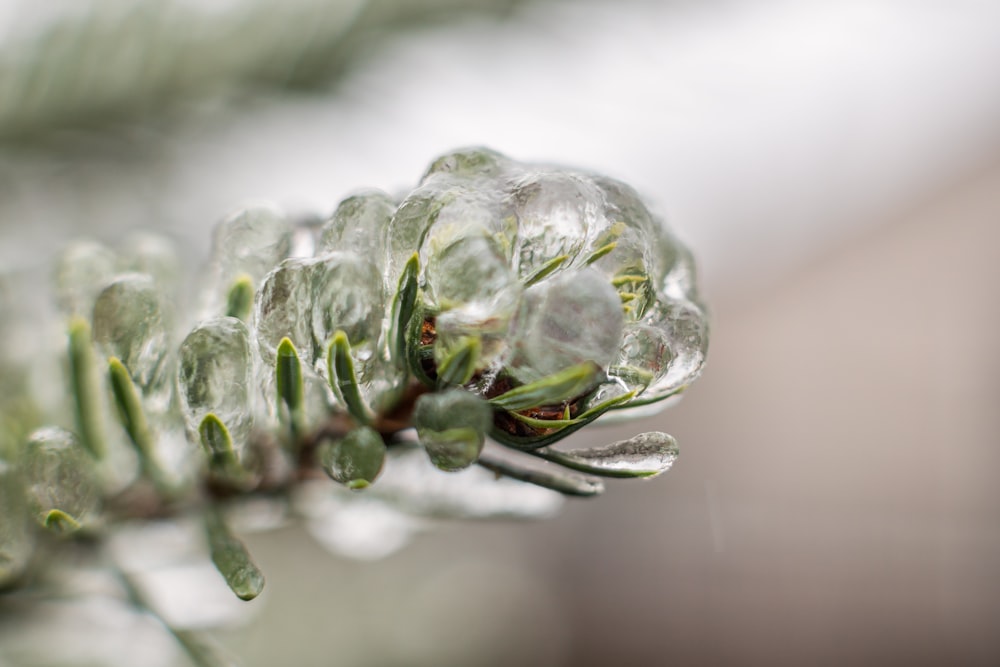 a close up of a pine tree branch with ice on it