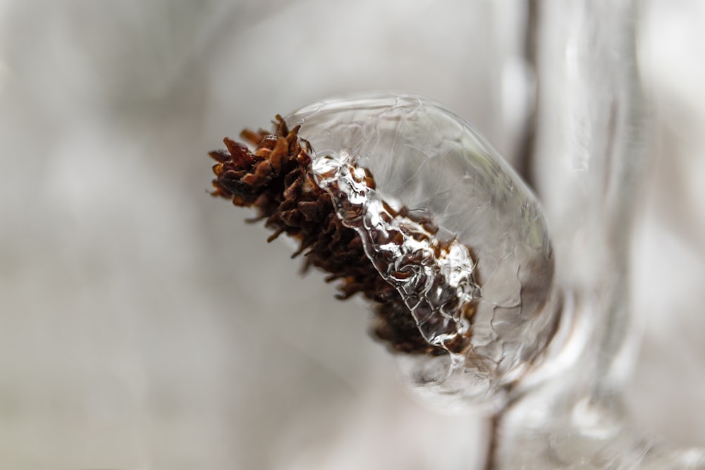 a close up of a flower in a glass vase