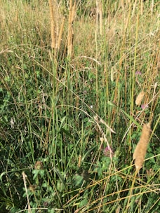 a field of tall grass with purple flowers
