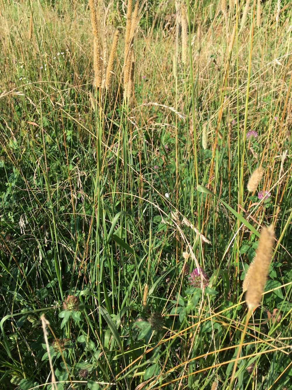 a field of tall grass with purple flowers