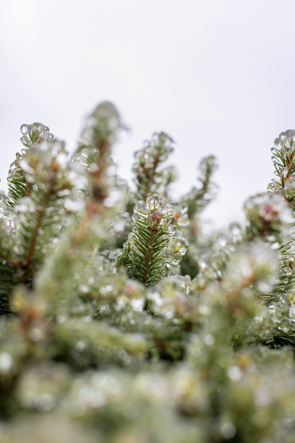 a close up of a pine tree with drops of water on it