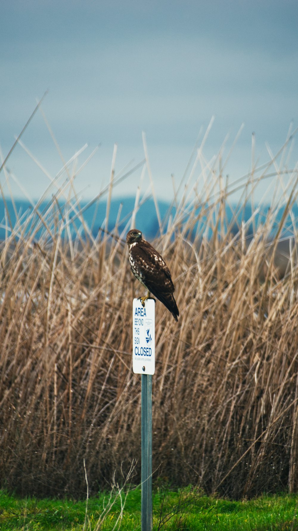 a bird sitting on top of a sign in a field