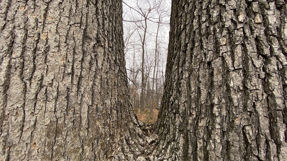 a couple of trees that are next to each other