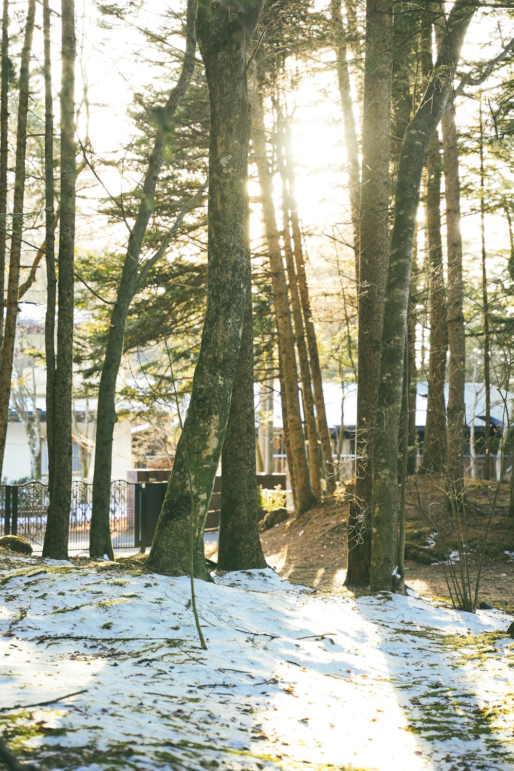 Il sole splende tra gli alberi nella neve