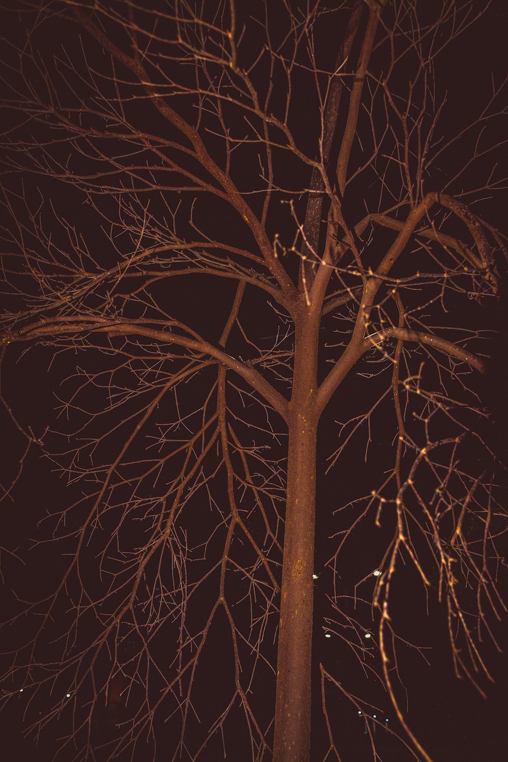 a bare tree with no leaves at night