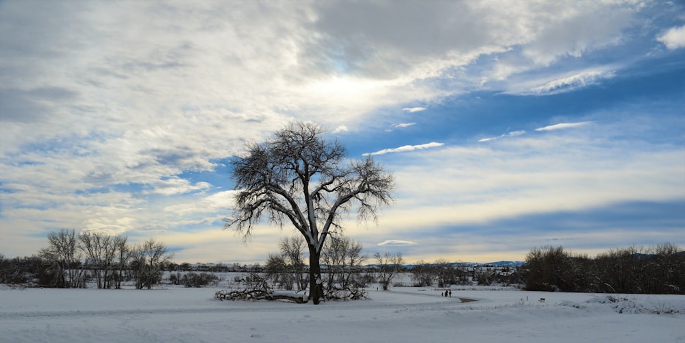 a lone tree in the middle of a snowy field