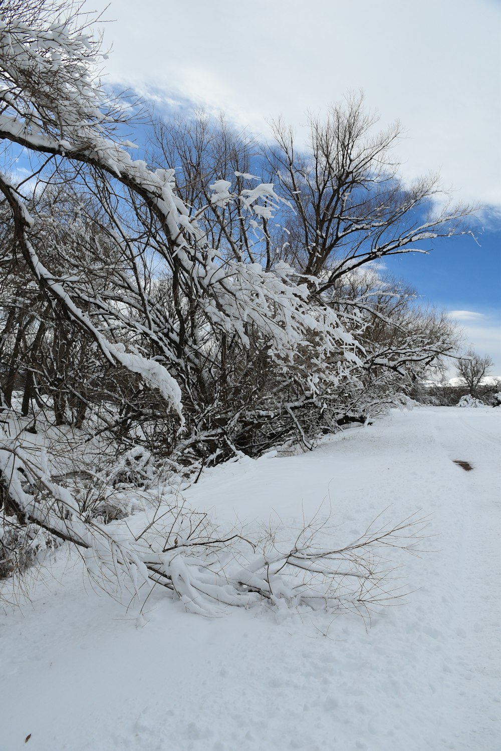 un campo innevato con alberi e cespugli