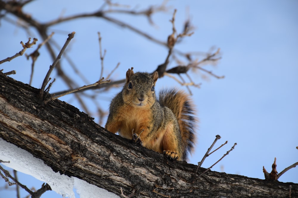Uno scoiattolo è seduto su un ramo di un albero