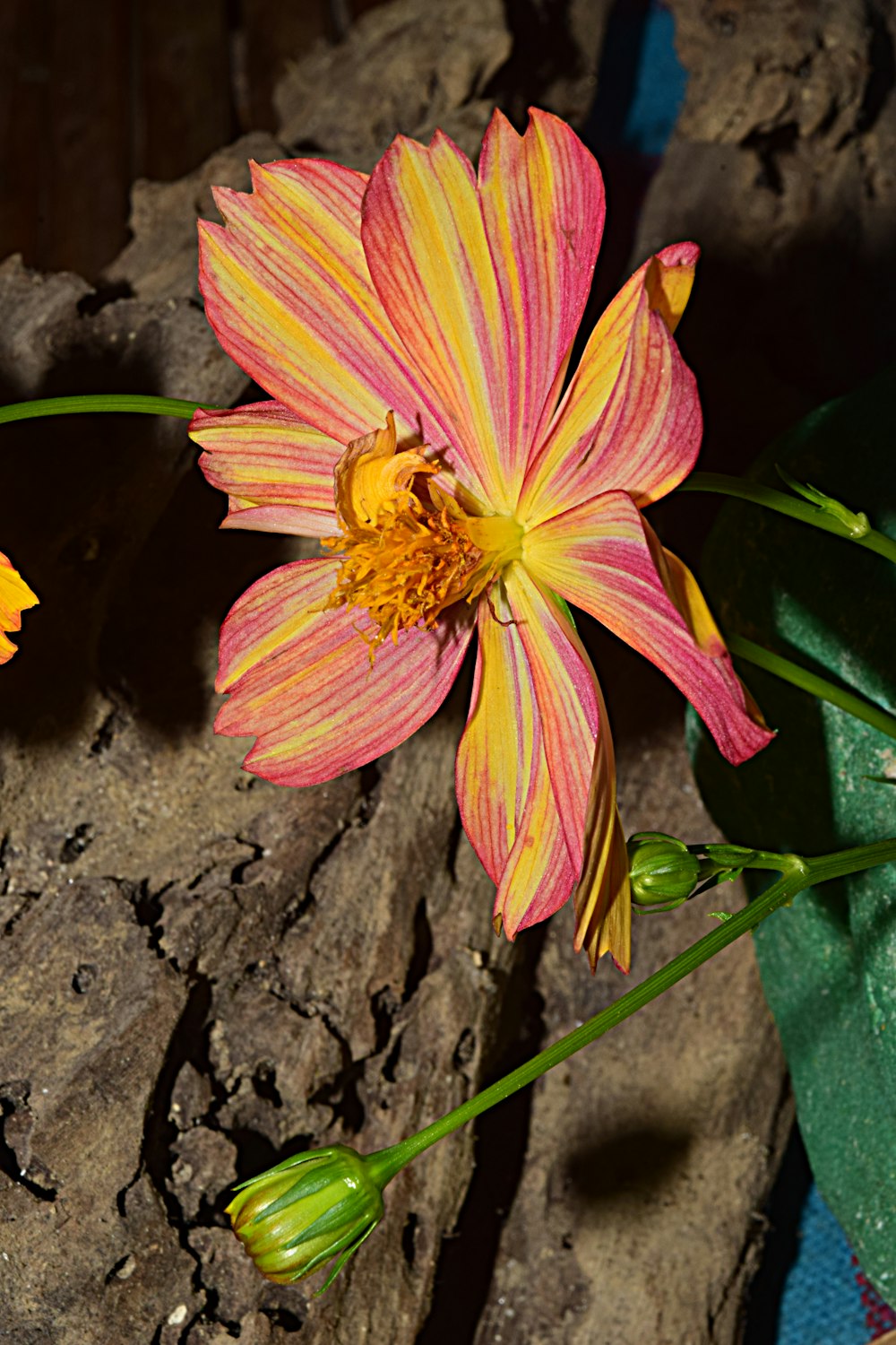 a pink and yellow flower sitting on top of a rock