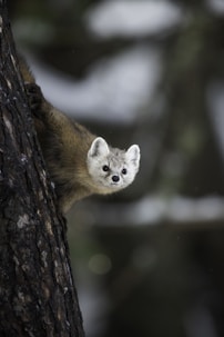A pine marten