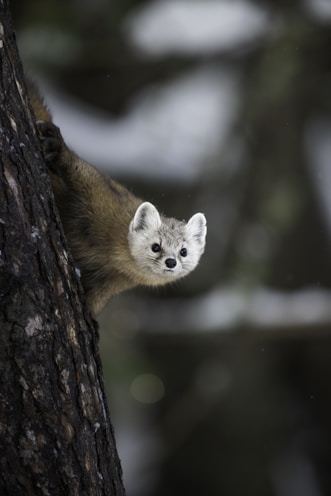A pine marten