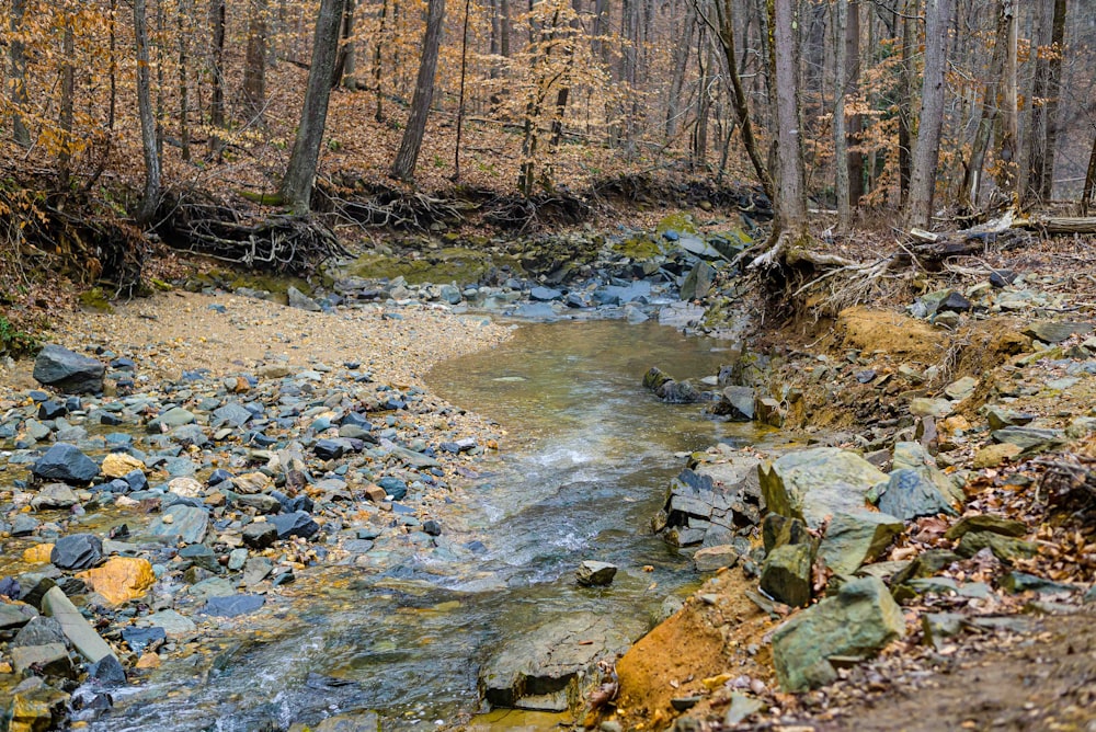 a stream running through a forest filled with lots of rocks