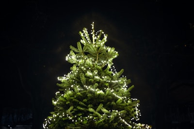Photo of a tall, beautiful pine Christmas tree decorated with classic white lights.