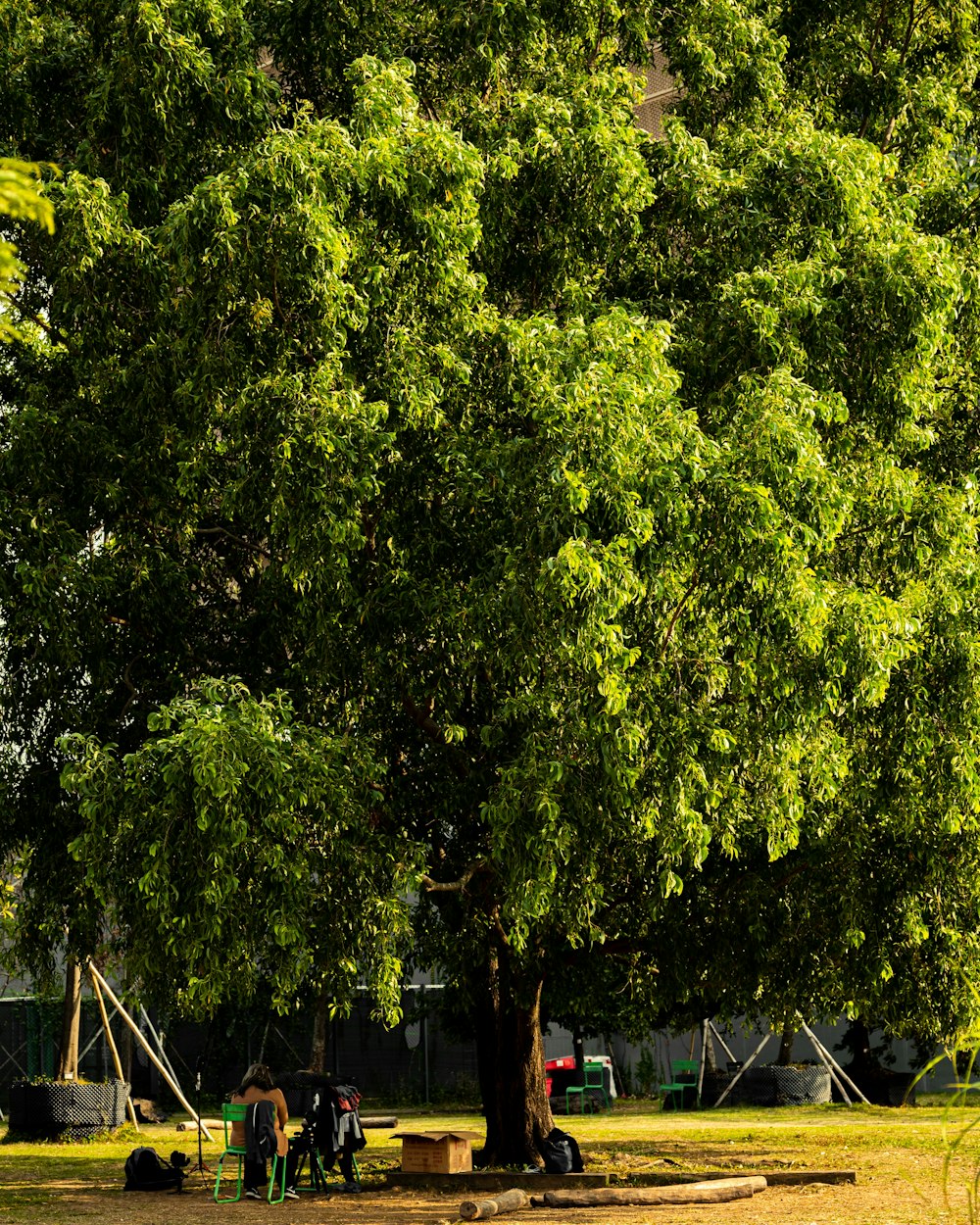 a group of people sitting under a large tree