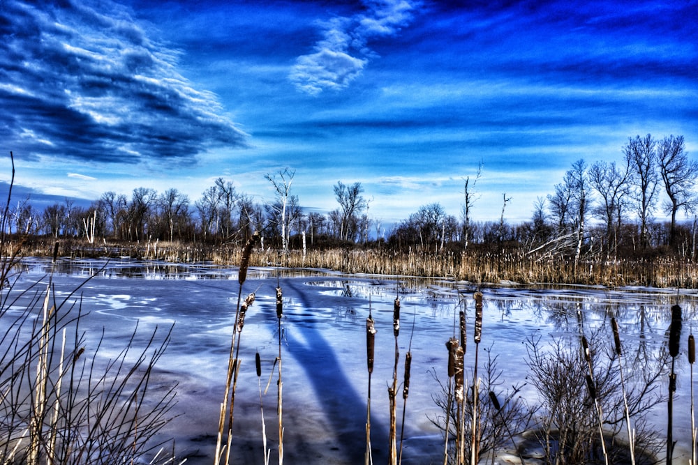 a frozen lake surrounded by tall grass and trees