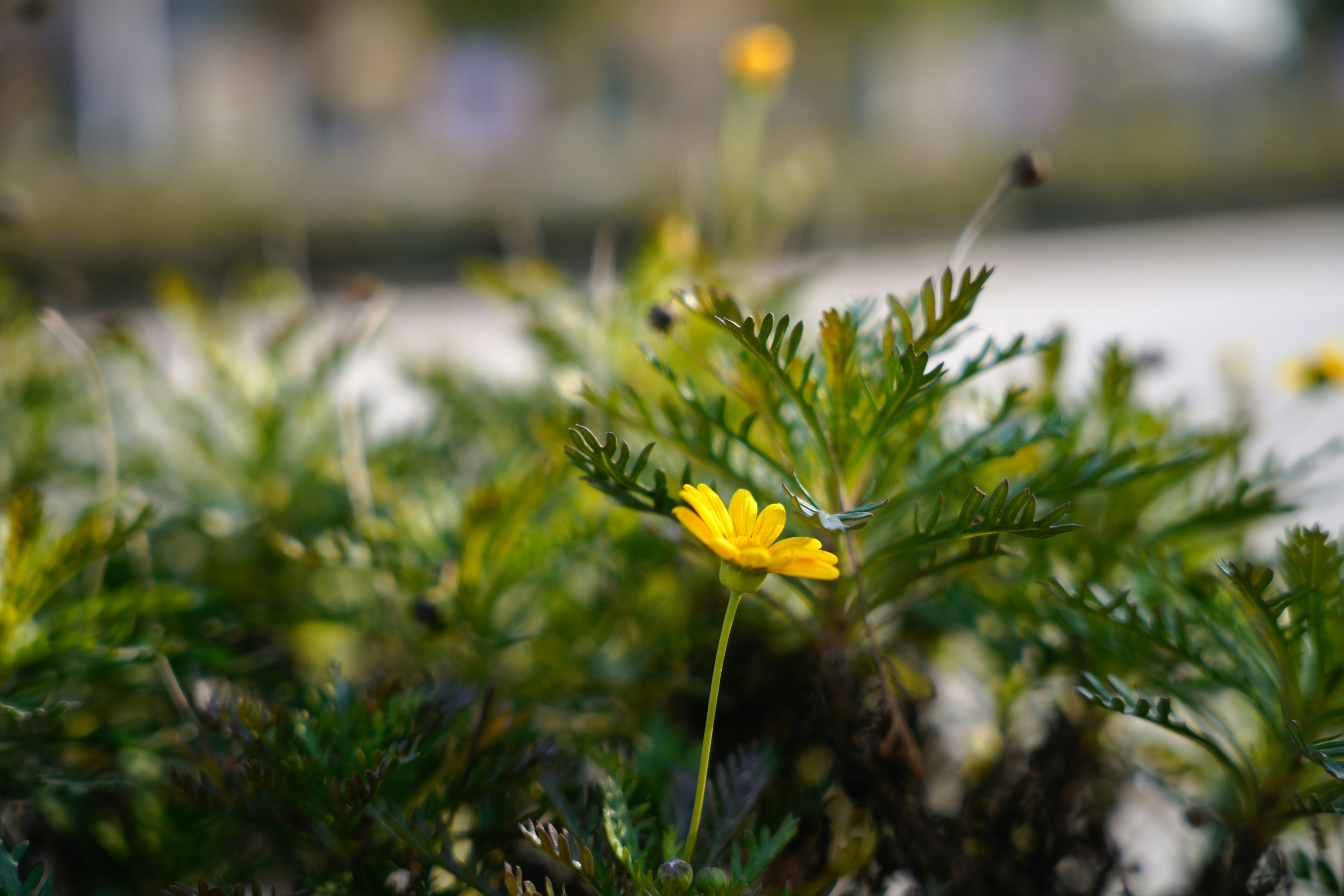 a close up of a yellow flower on a plant