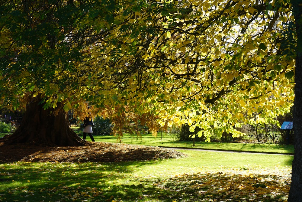 a person sitting under a tree in a park