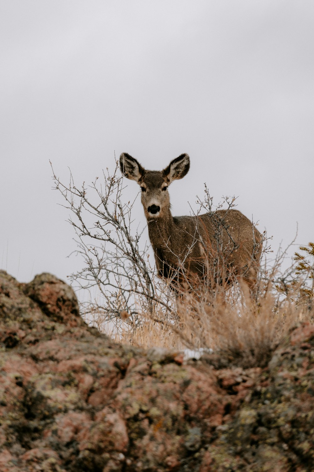 a deer standing on top of a rocky hillside