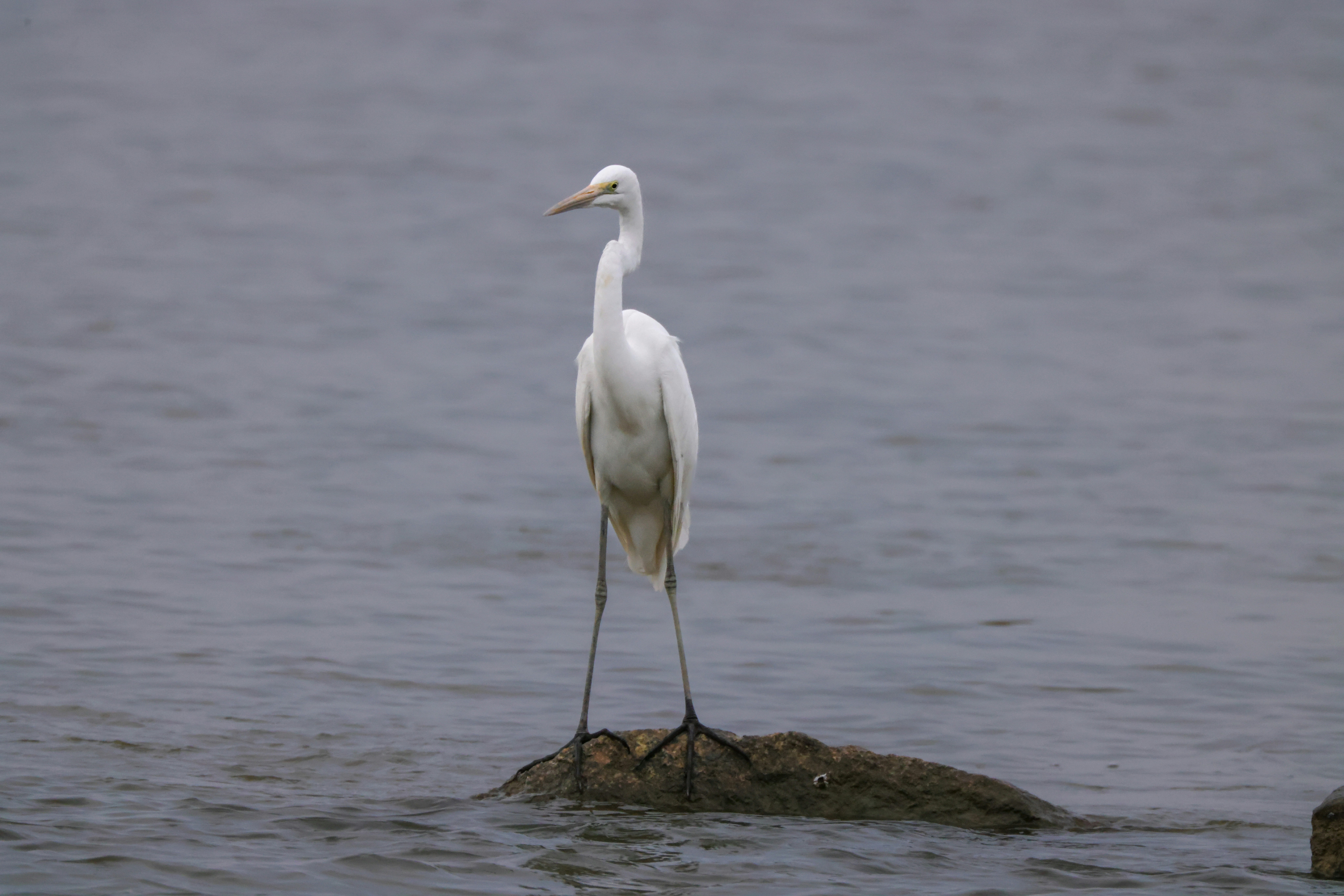 Photo by dickenslin76