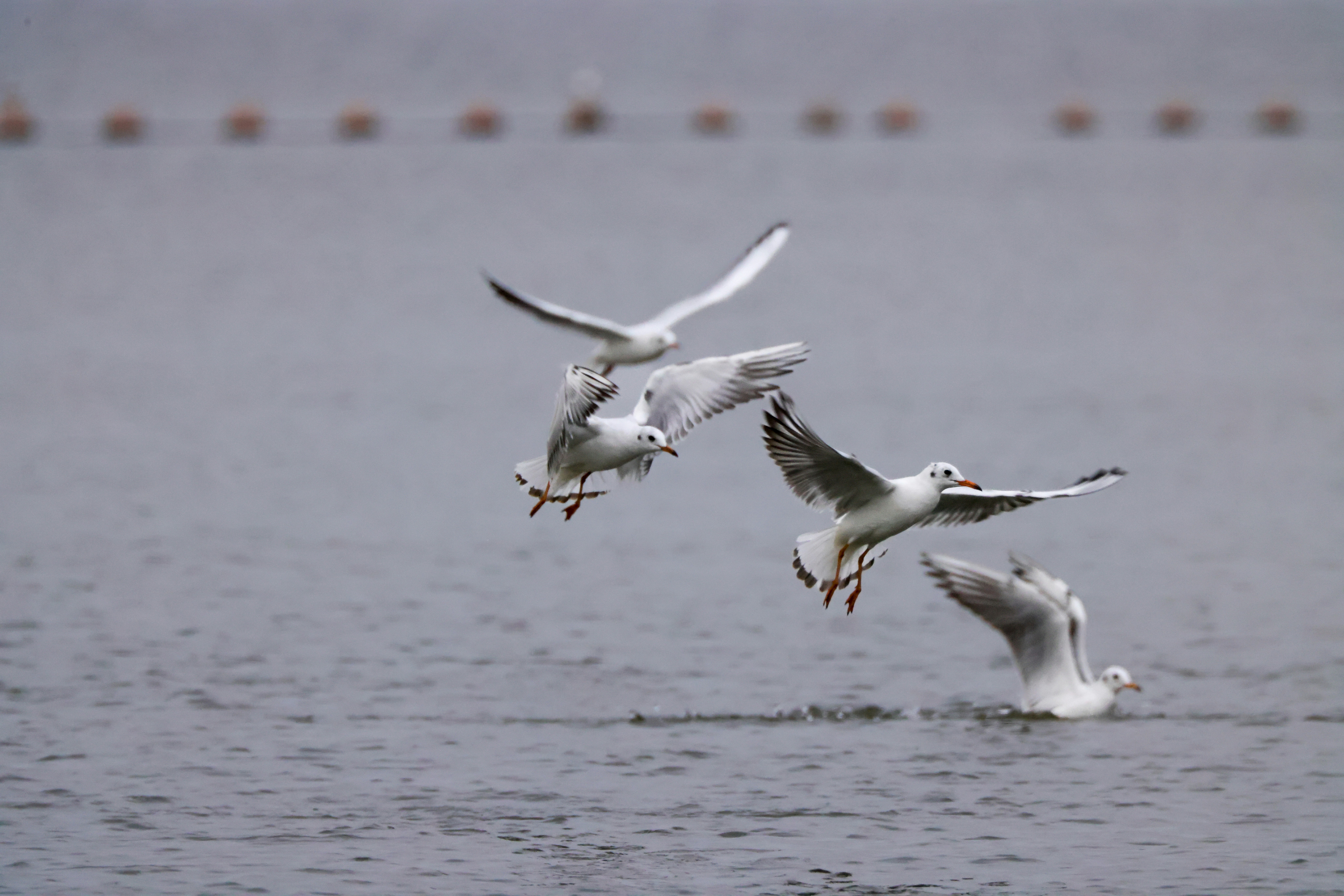 Photo by dickenslin76