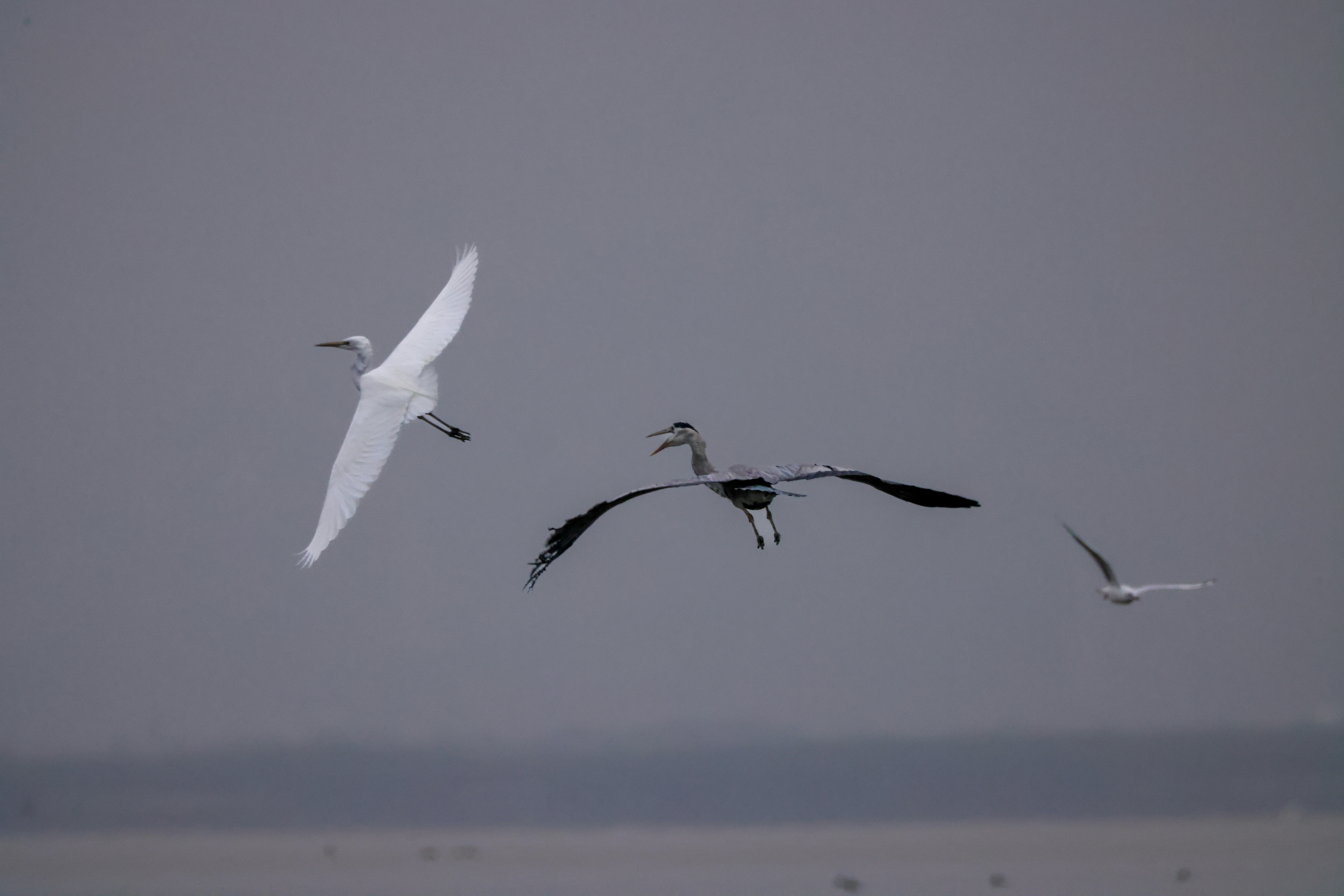 Photo by dickenslin76