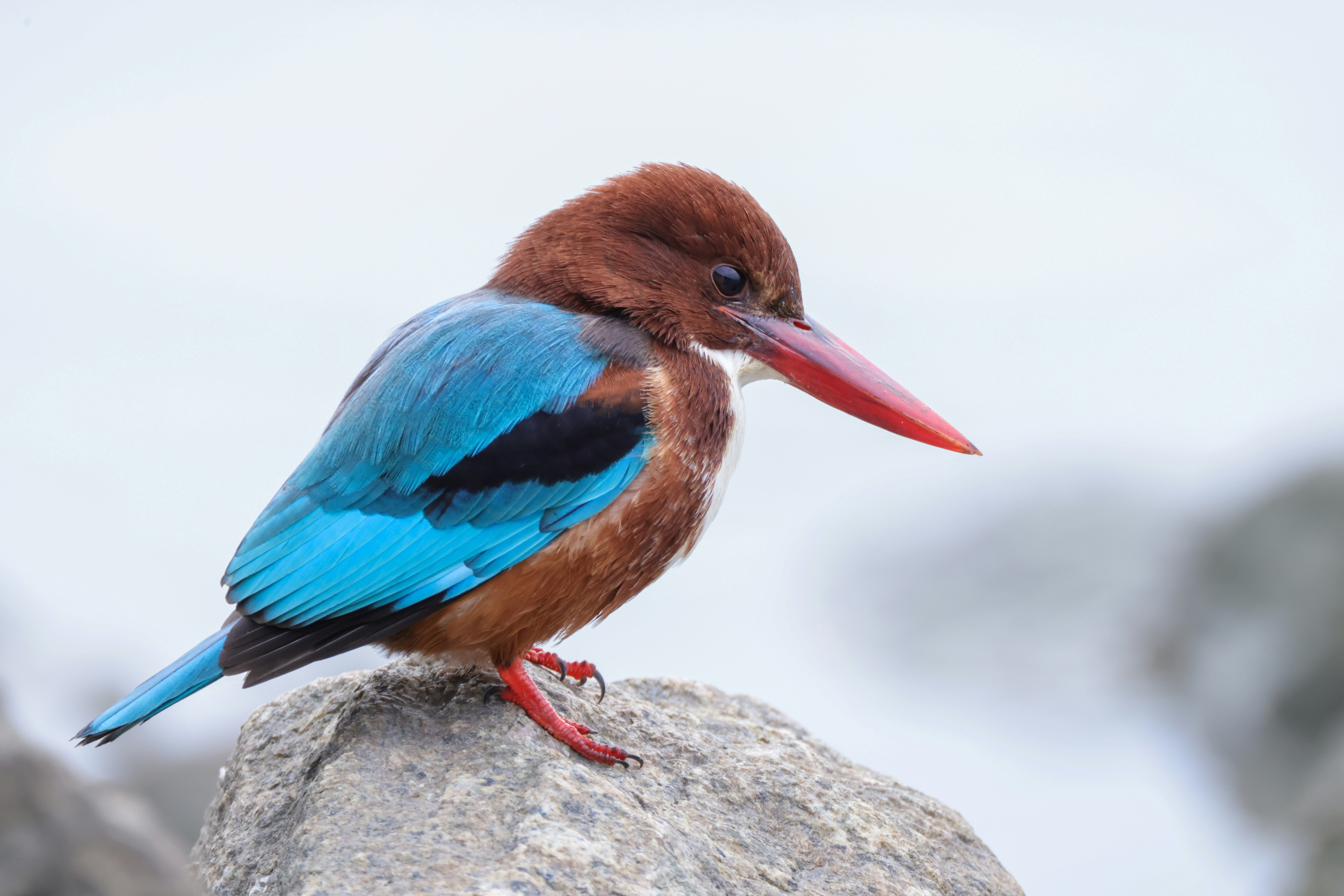 Photo by dickenslin76