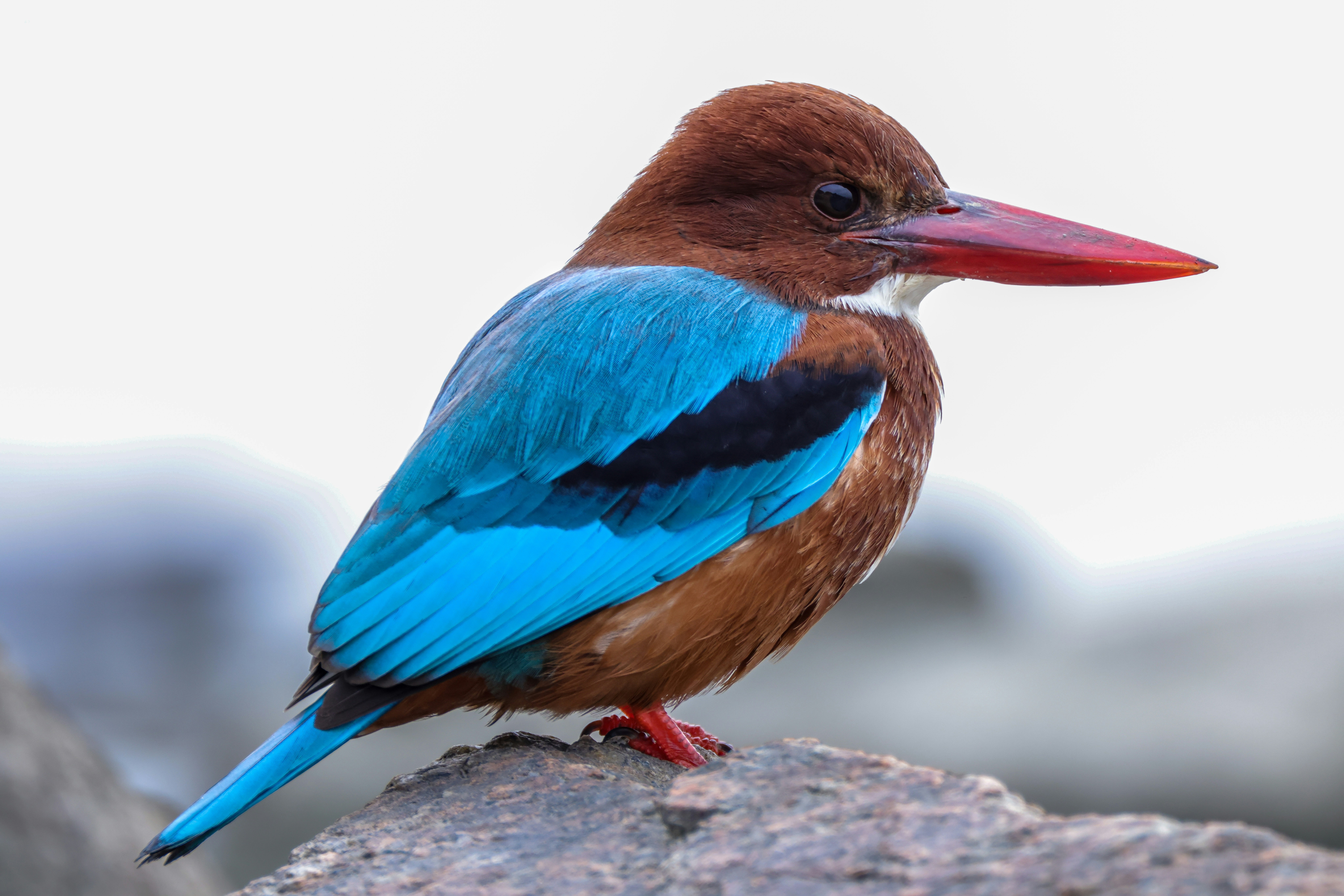 Photo by dickenslin76