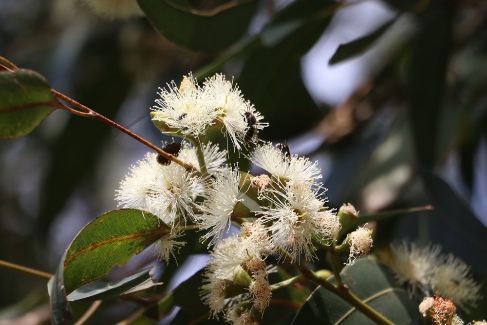 a bunch of white flowers on a tree