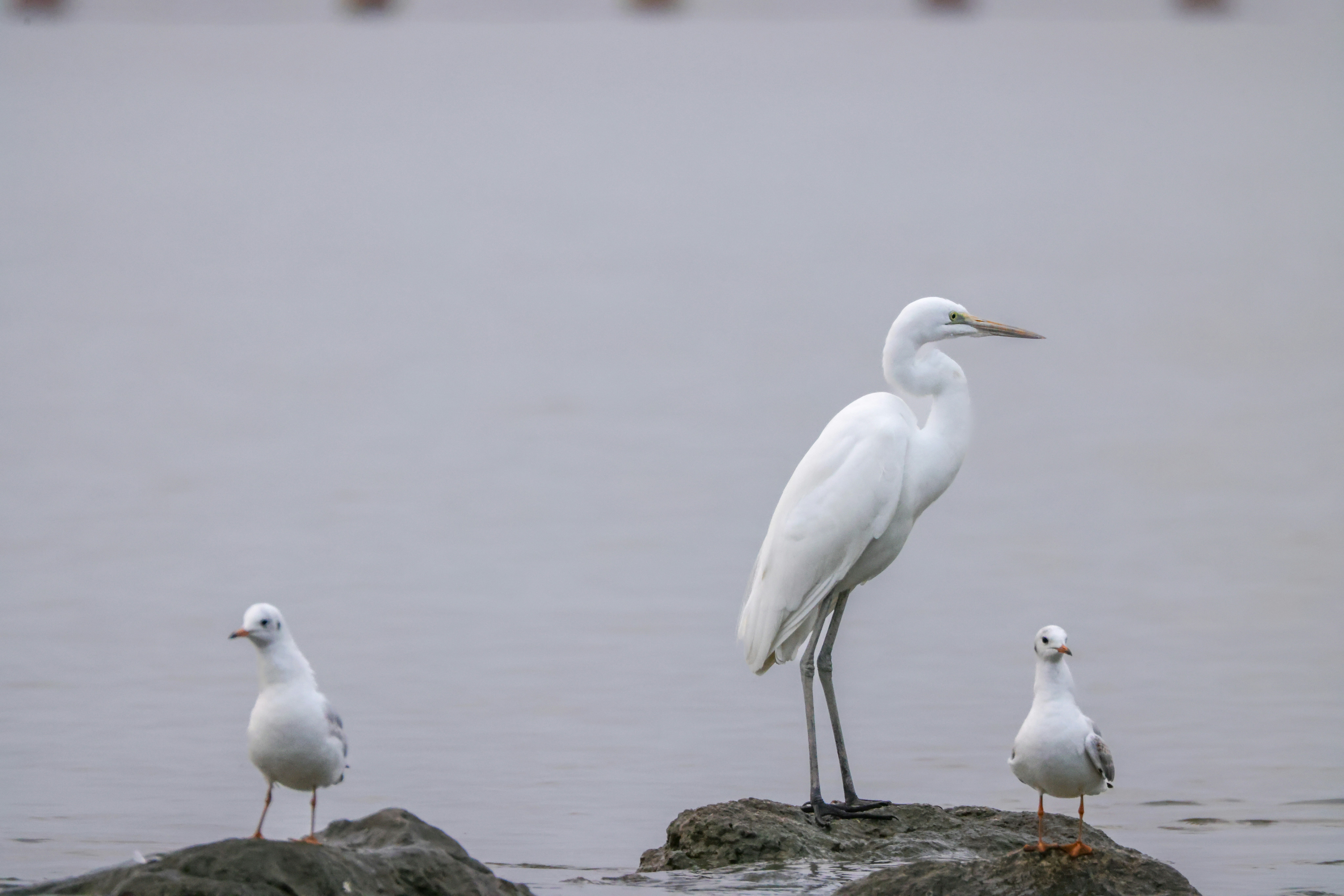 Photo by dickenslin76