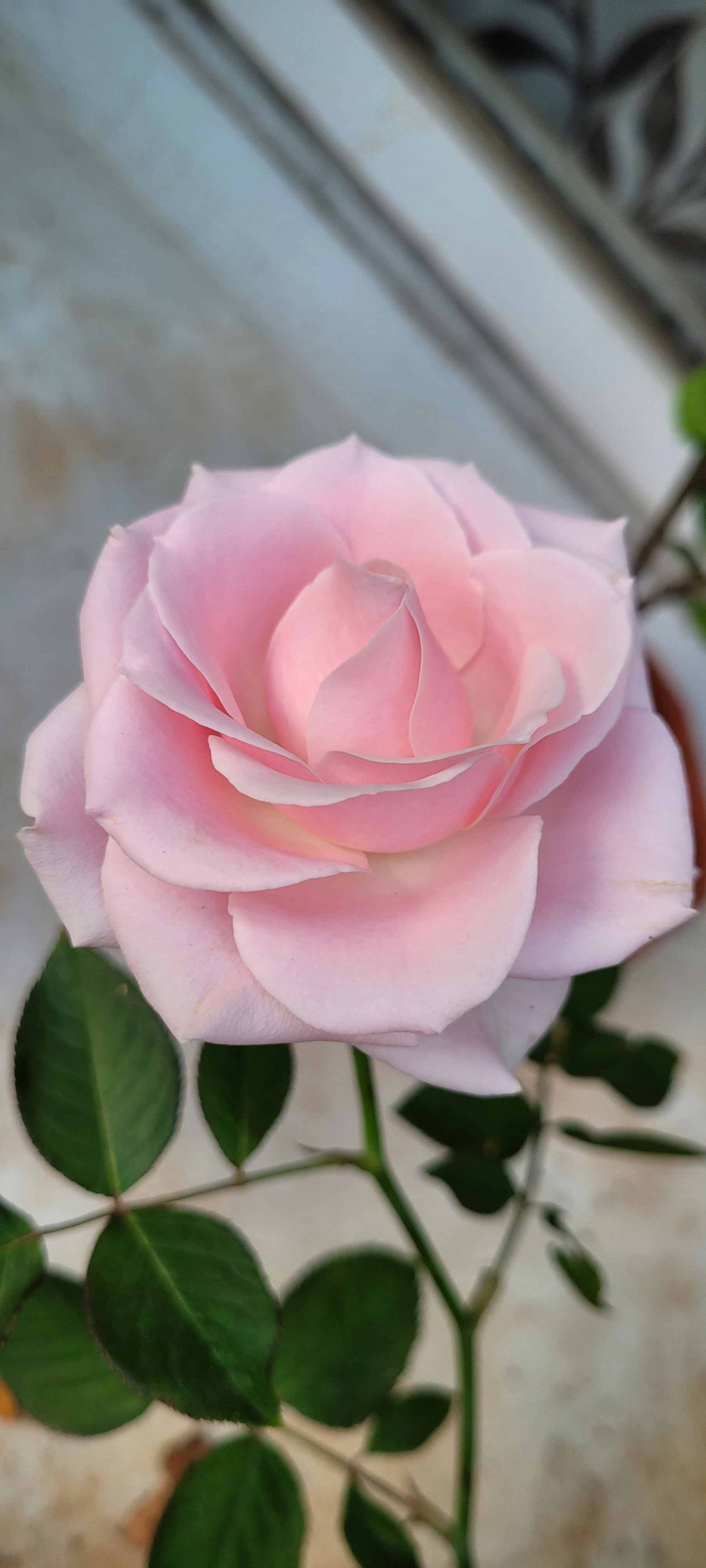 Photo by bhutanandme