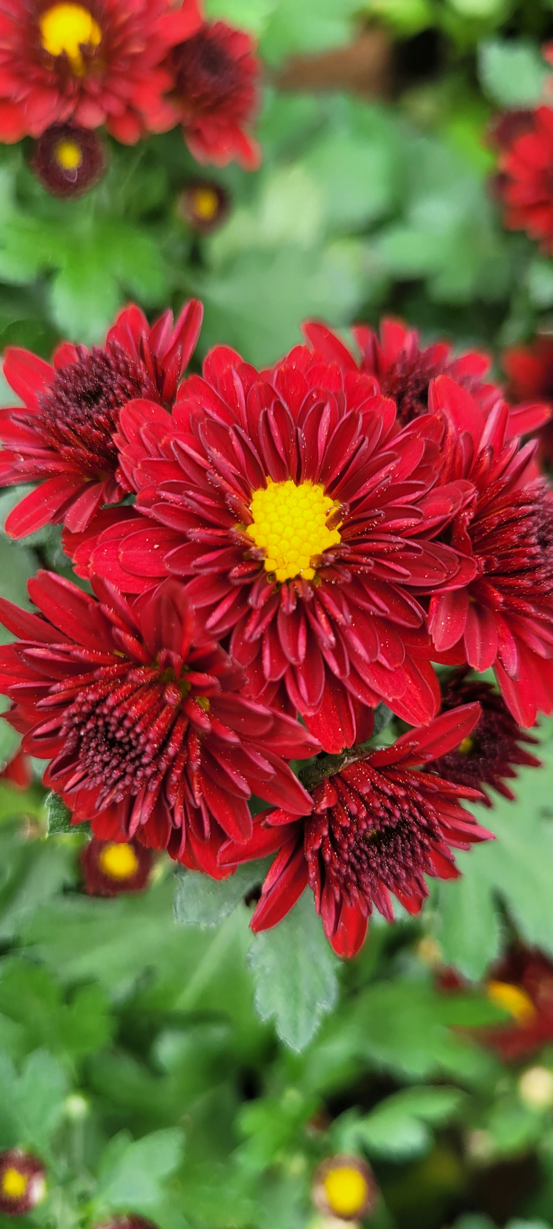 Photo by bhutanandme