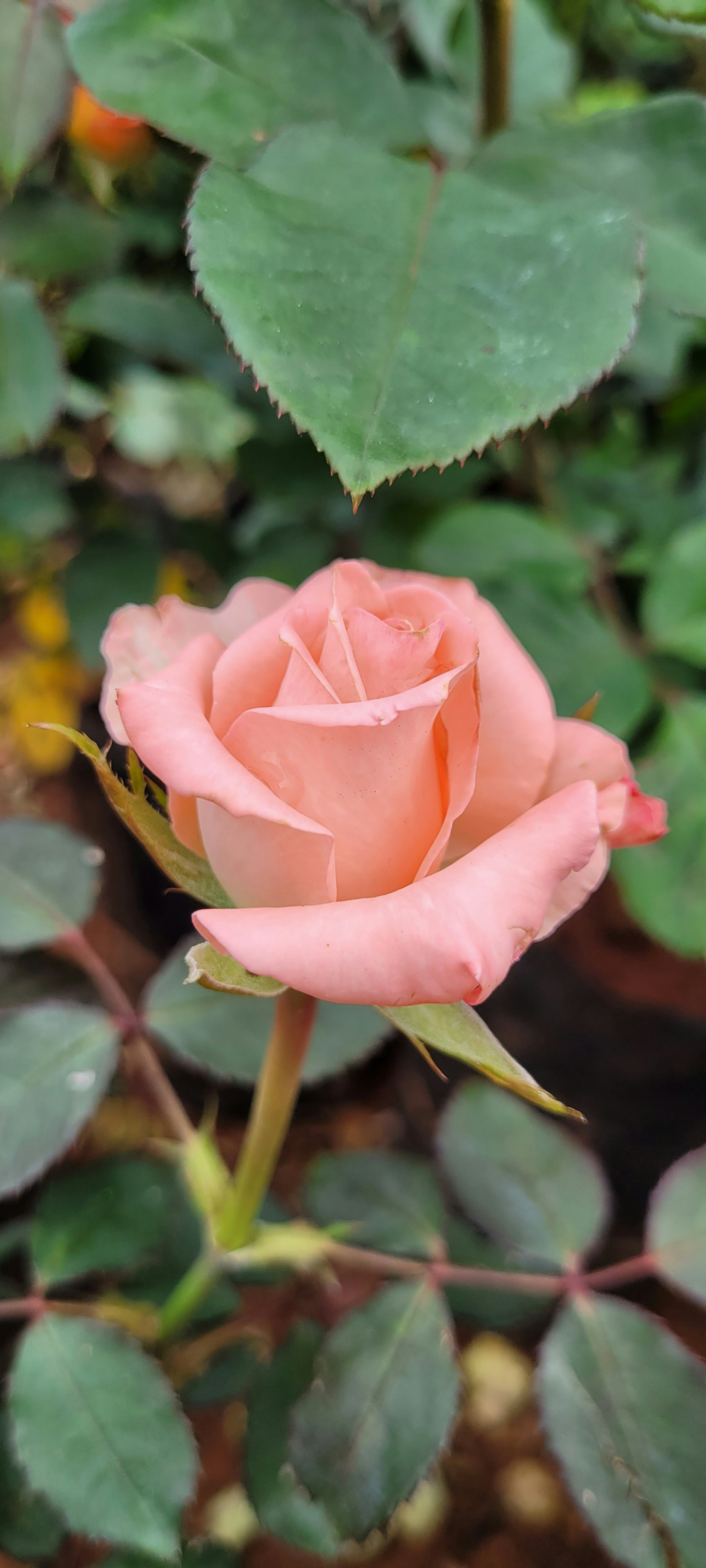 Photo by bhutanandme