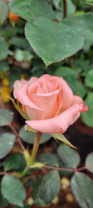 Close-up of hands pruning a blooming rose bush.