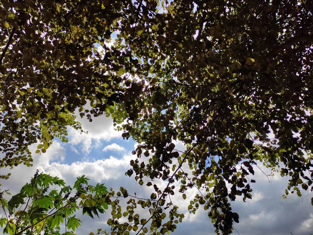 a view of the sky through the leaves of a tree