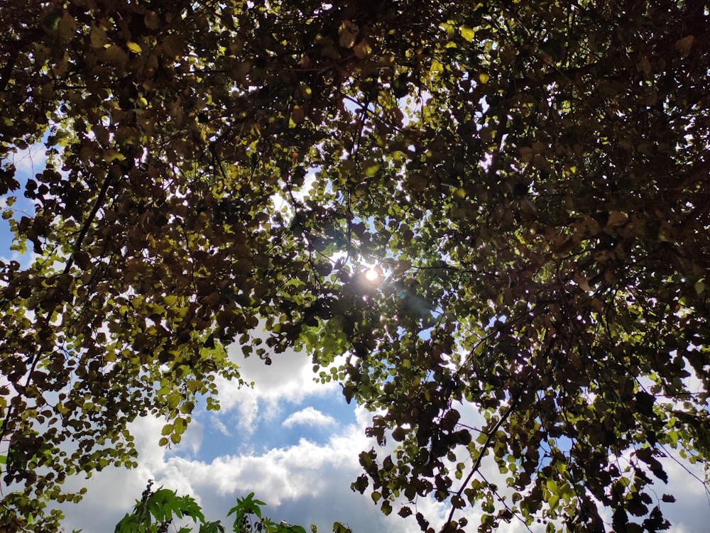 the sun shines through the leaves of a tree