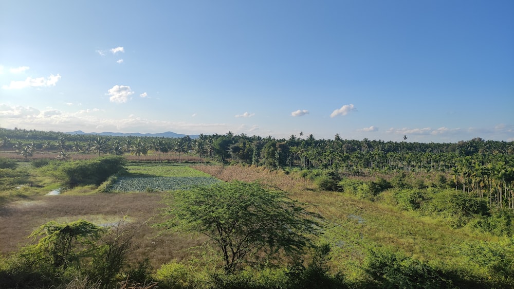 a view of a lush green field with trees in the background