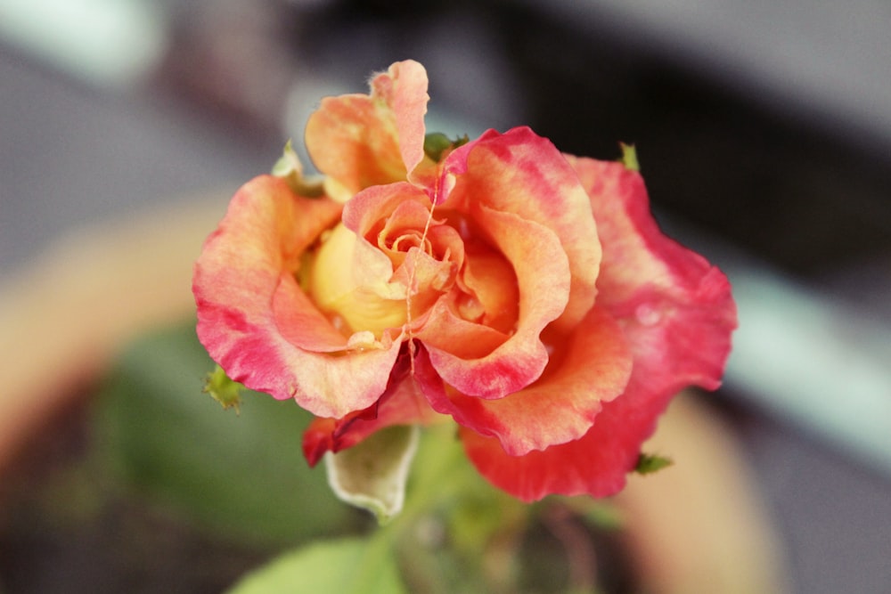 a close up of a pink and orange flower