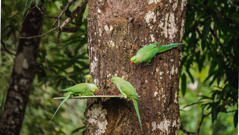 a group of green birds perched on the side of a tree