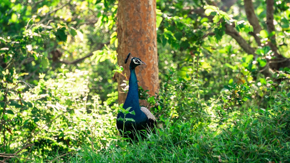 a peacock standing in the grass near a tree