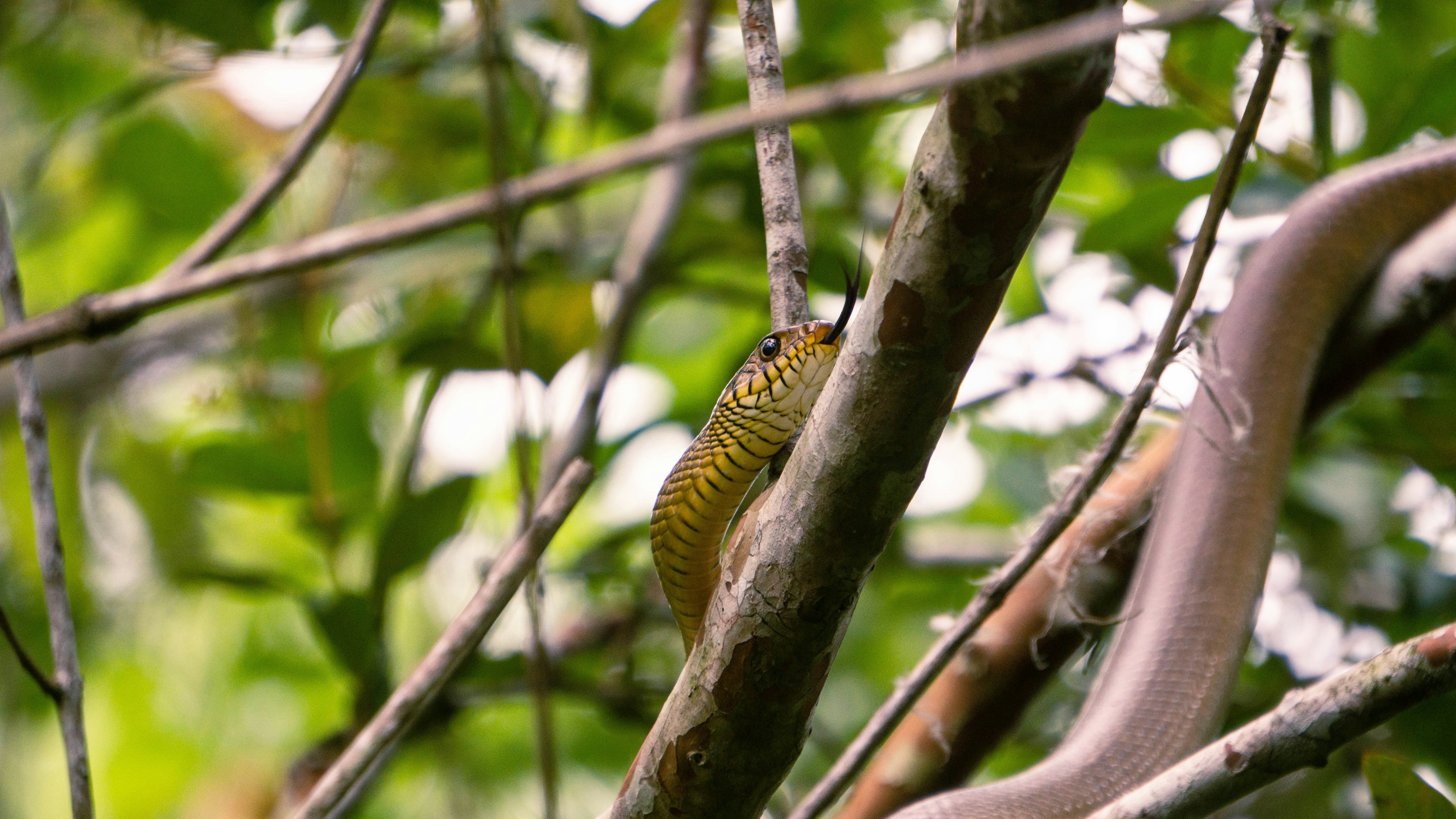 a snake is sitting on a tree branch