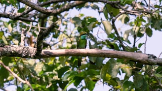 A colorful bird weaving through tall trees with sunlight filtering through the leaves.