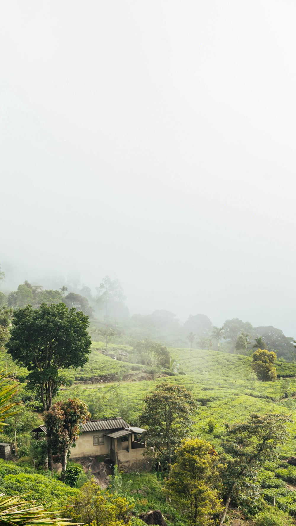 a lush green hillside covered in lots of trees