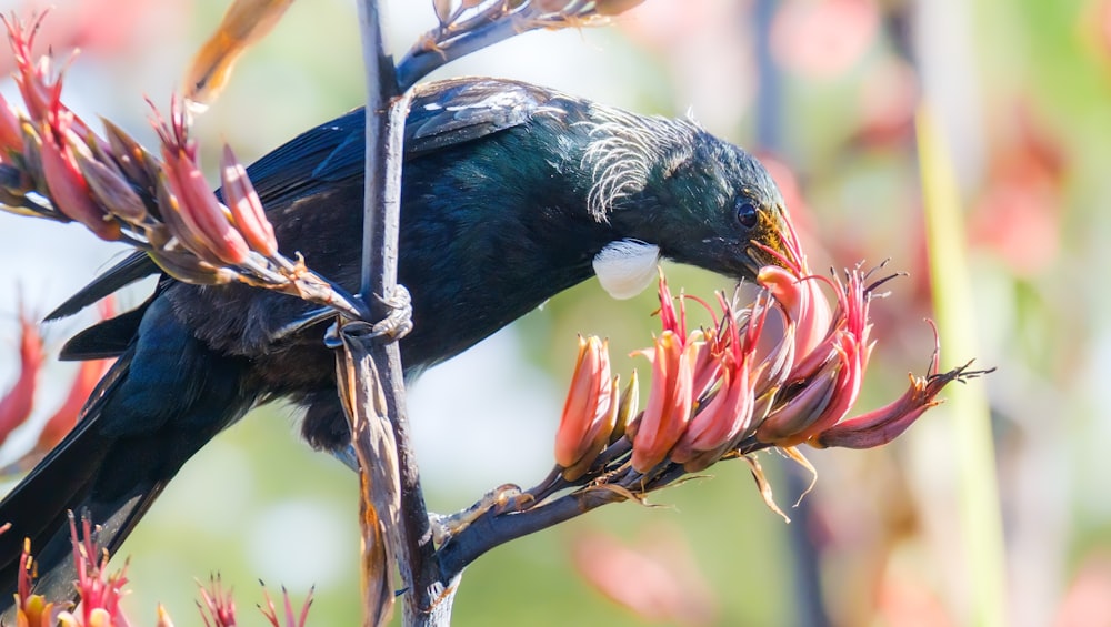 a bird sitting on top of a tree branch